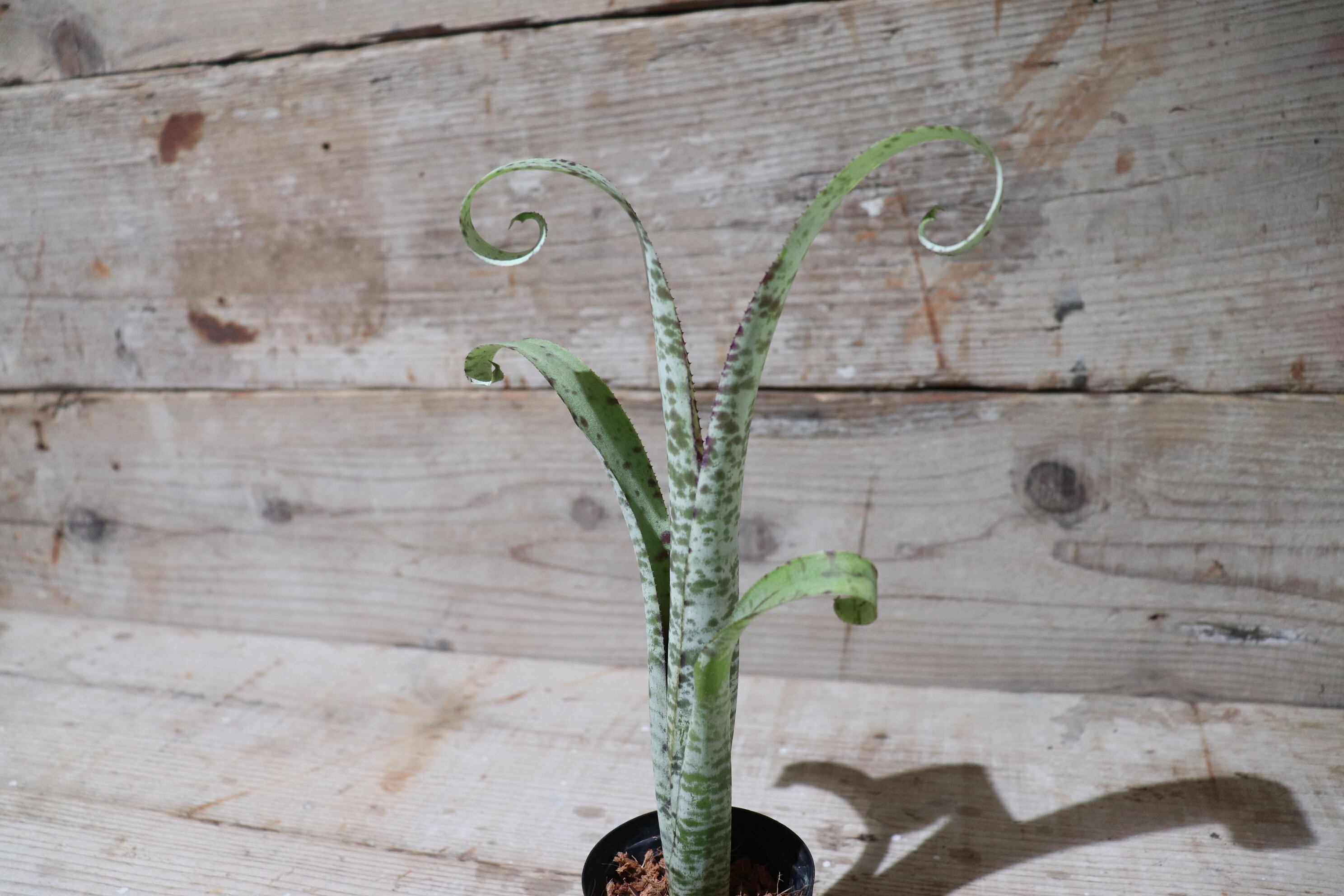 送料無料】Quesnelia 'Tim Plowman'〔ケスネリア〕現品発送Q0008