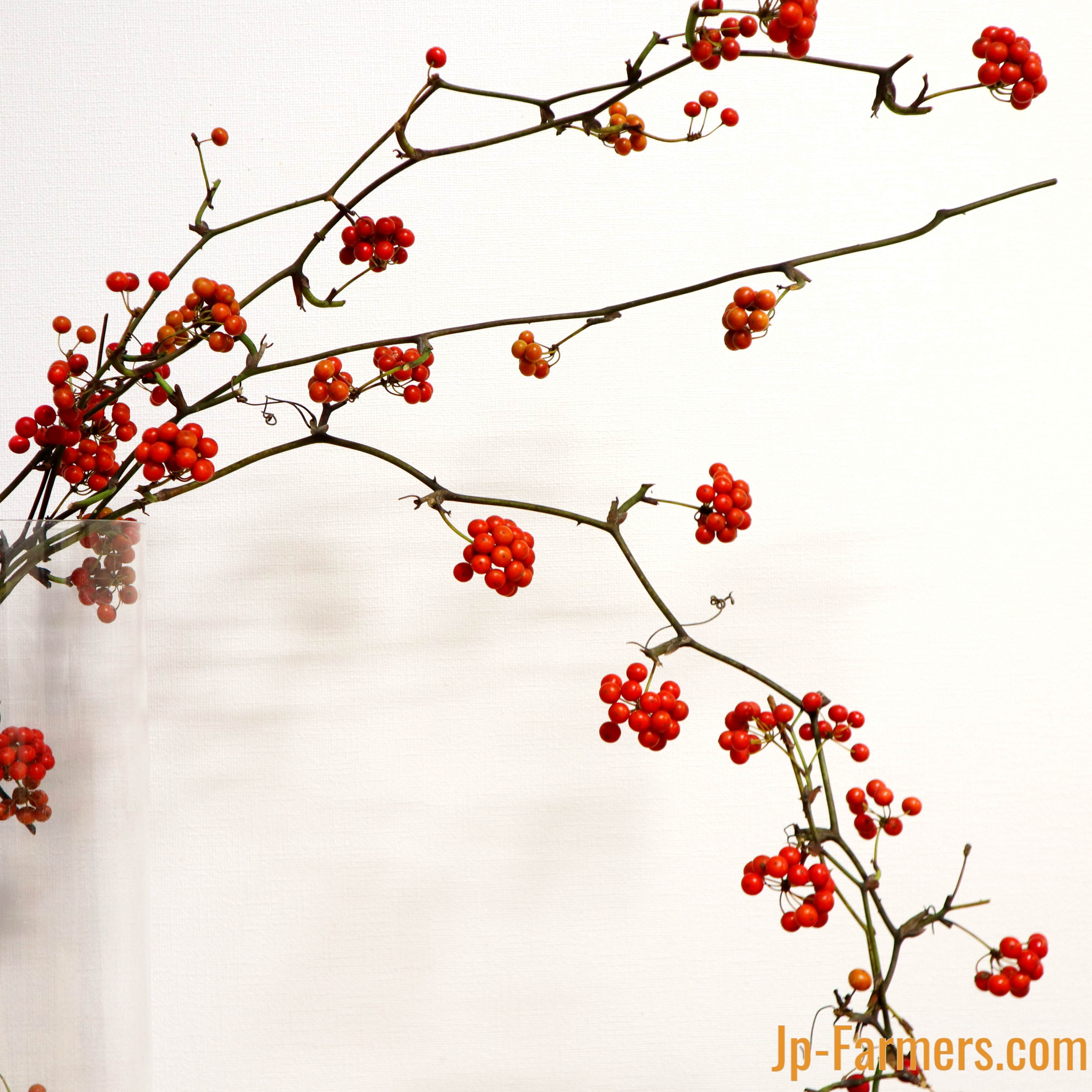 サンキライ 実 枝リース 8 季節のリース サンキライ 山帰来 インテリア