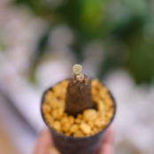 Stephania kaweesakii / ステファニア・カウィーサキ⑭ / 観葉植物<育て方・花言葉>