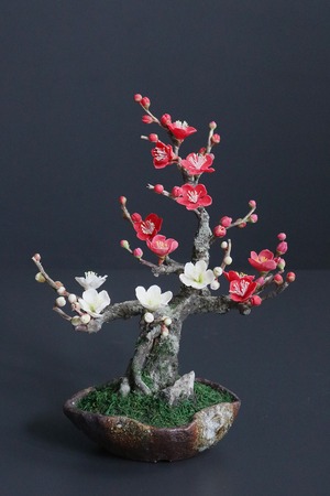 盆栽 紅白梅 Plum Tree Bonsai #165