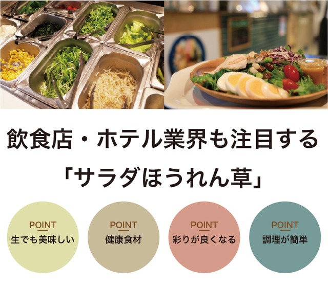 サラダほうれん草・1ケース（40束/ケース）国産【140サイズ】