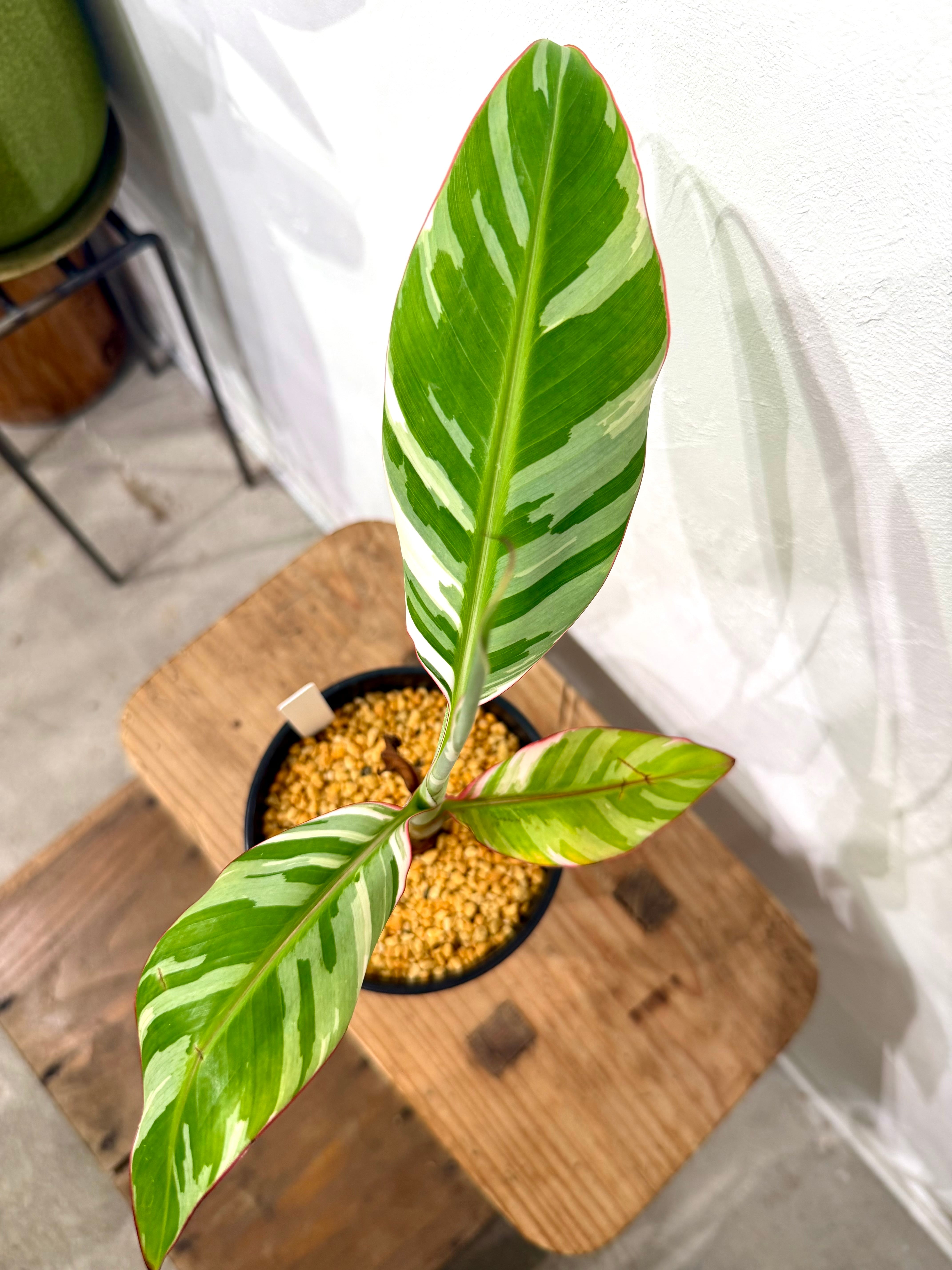 数量限定【超激レア植物E】斑入りのバナナムサアエアエ（ほとんど世に