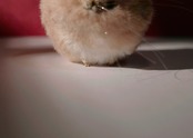 ピンポン玉丸