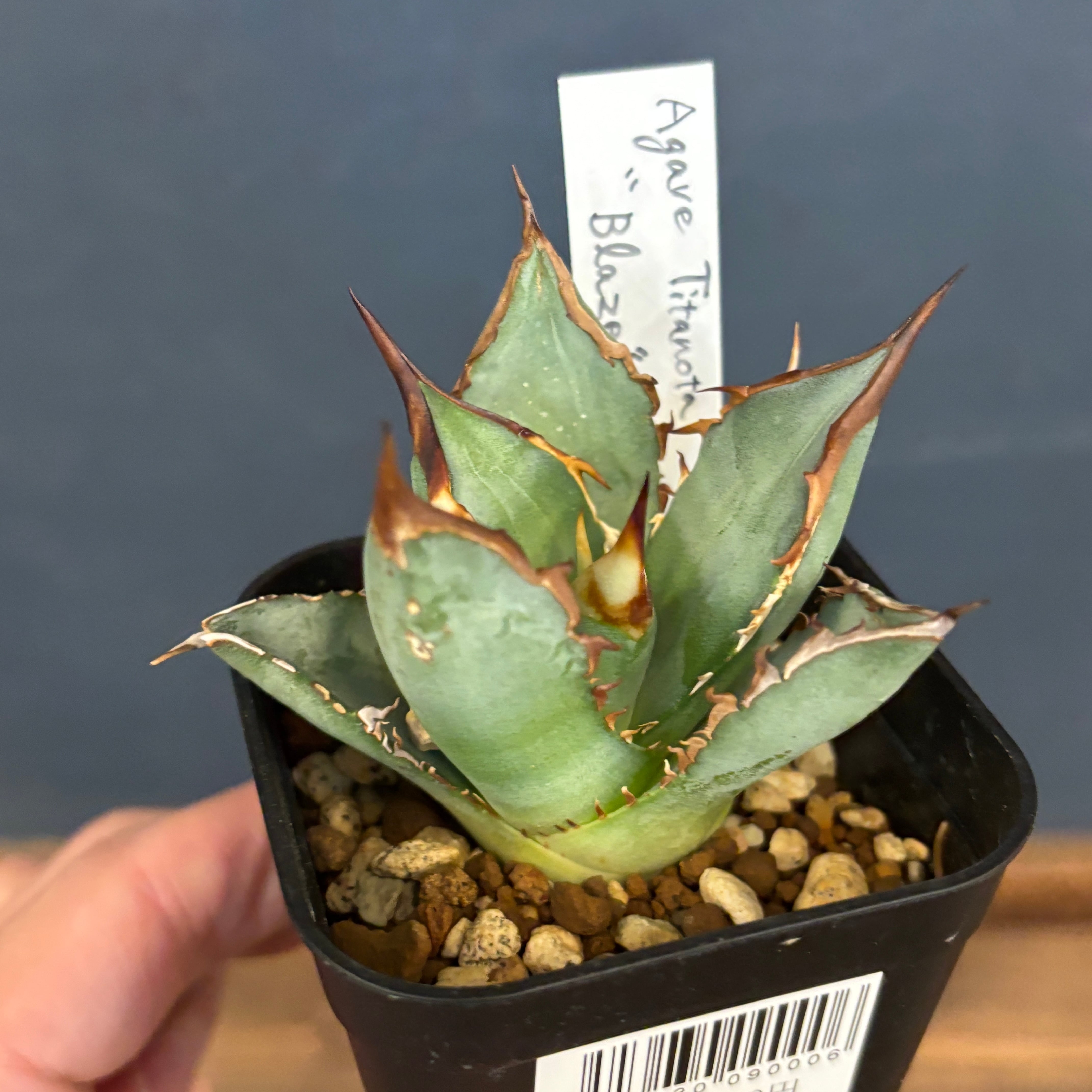 アガベ チタノタ ブレイズ【679】 | PROTOLEAF プロトリーフ