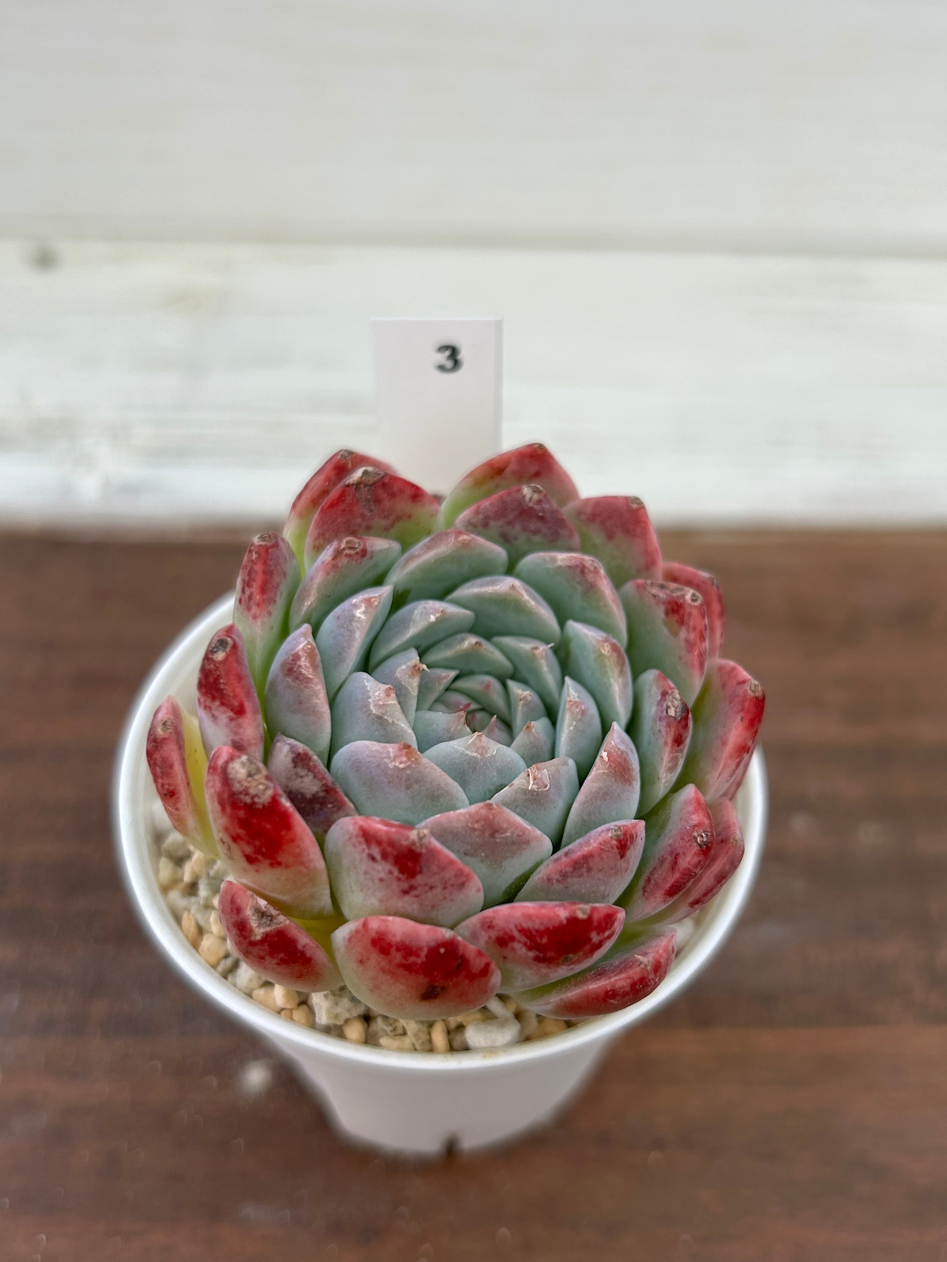 輸入苗 ☆Cabela No.3