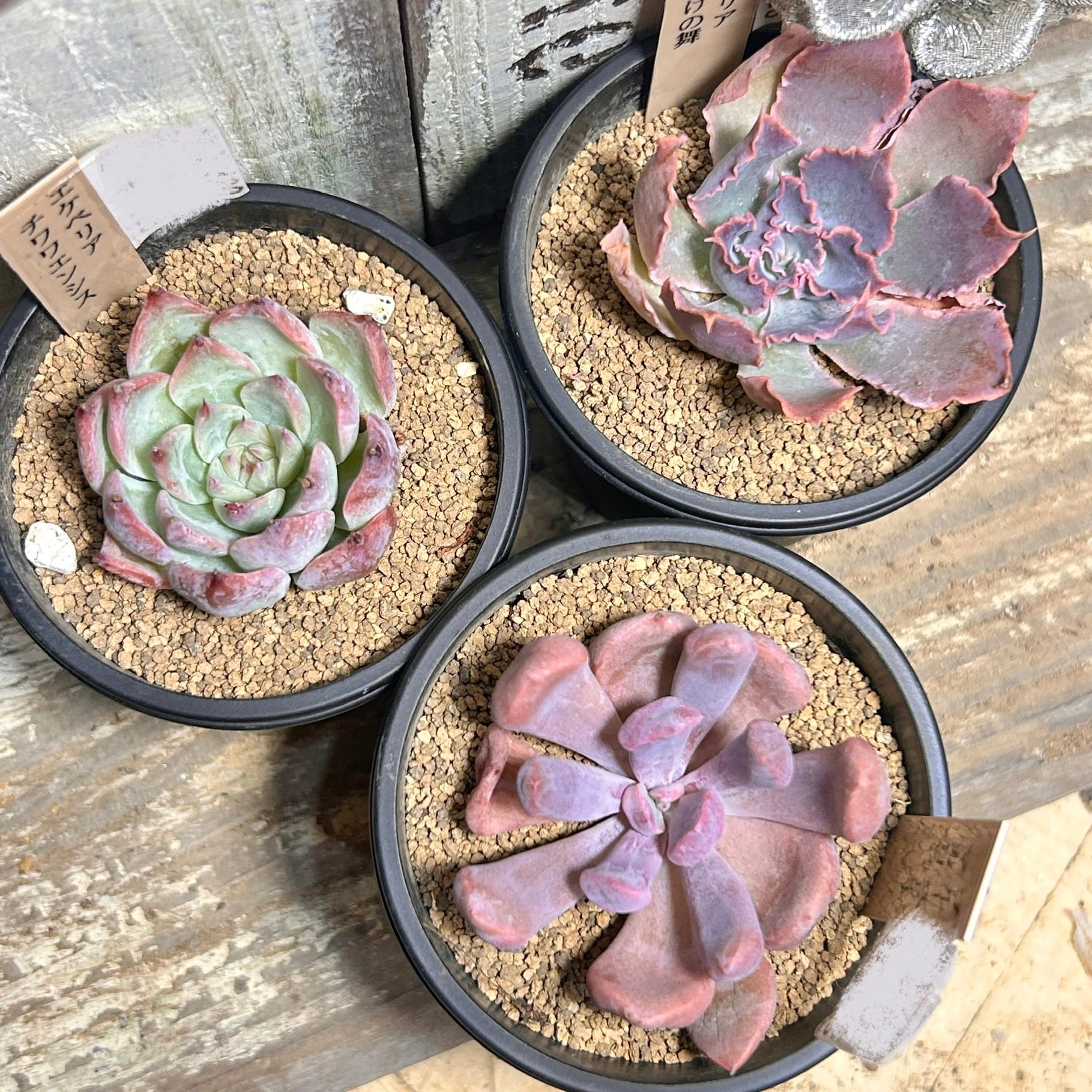 RuPo 多肉植物専門店