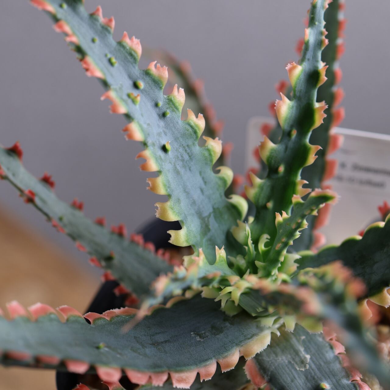 614『アロエ Aloe Sawbones' K zimmerman』観葉植物【送料無料