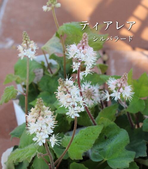 多肉植物 アエオニウム 孔雀白錦 レア #sb 5 | Pay ID