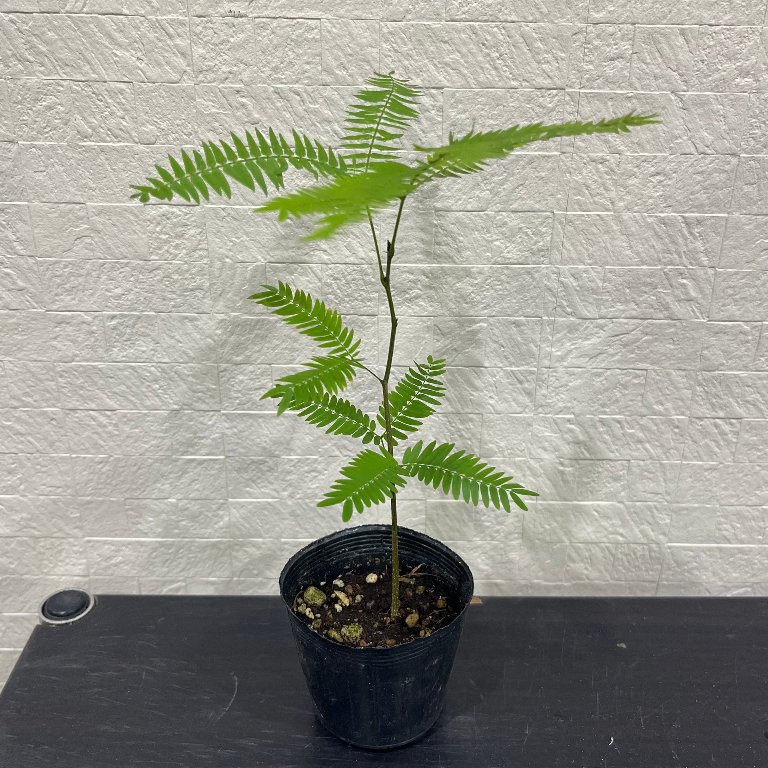 MEZCALERO seeds Agave OTEROI(2025年1月中旬撮影) | Pay ID