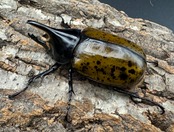 《マヤシロカブト 72mm ペア》