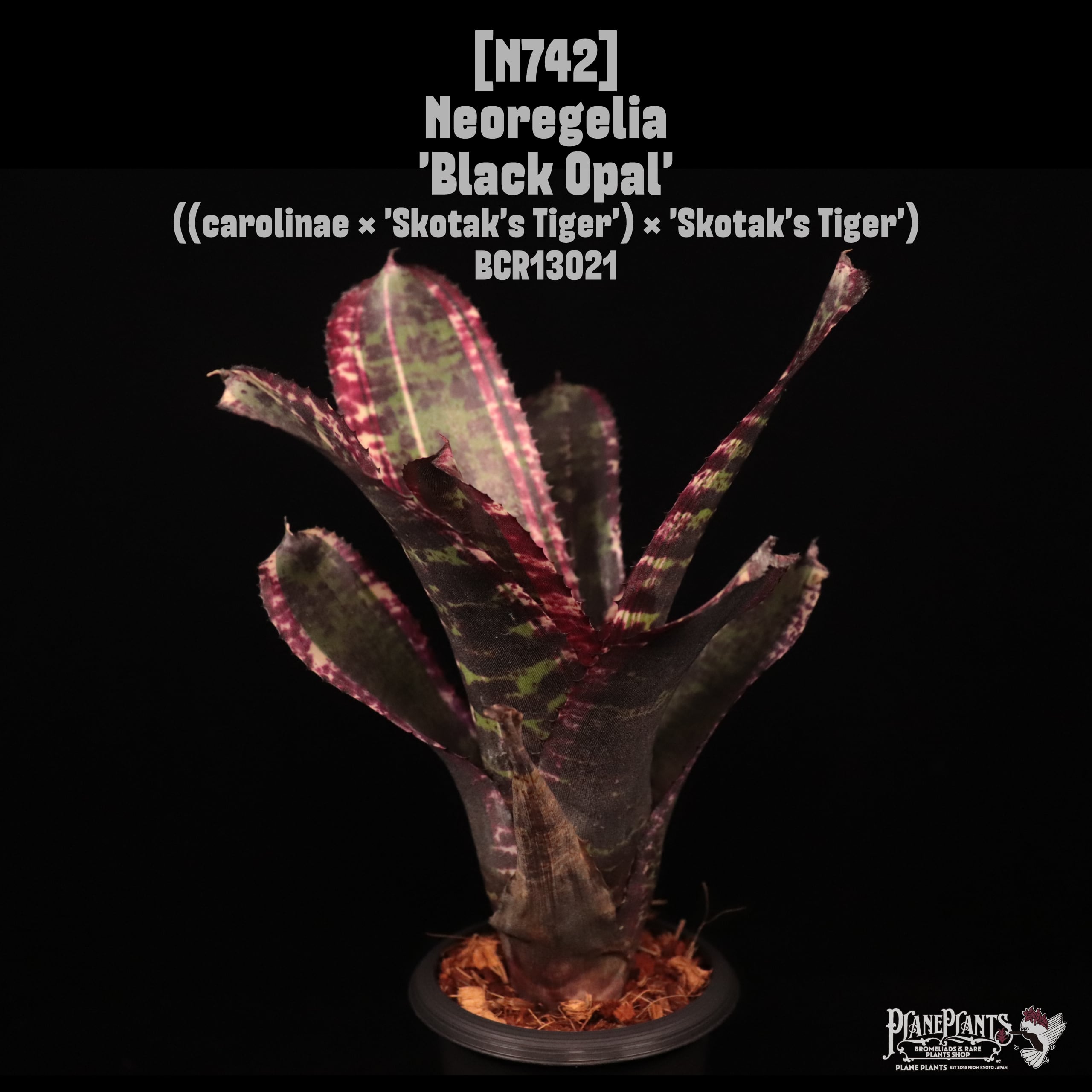 Neoregelia 'Black Opal'〔ネオレゲリア〕N742
