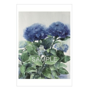 ポストカード：紫陽花  (EH-015)