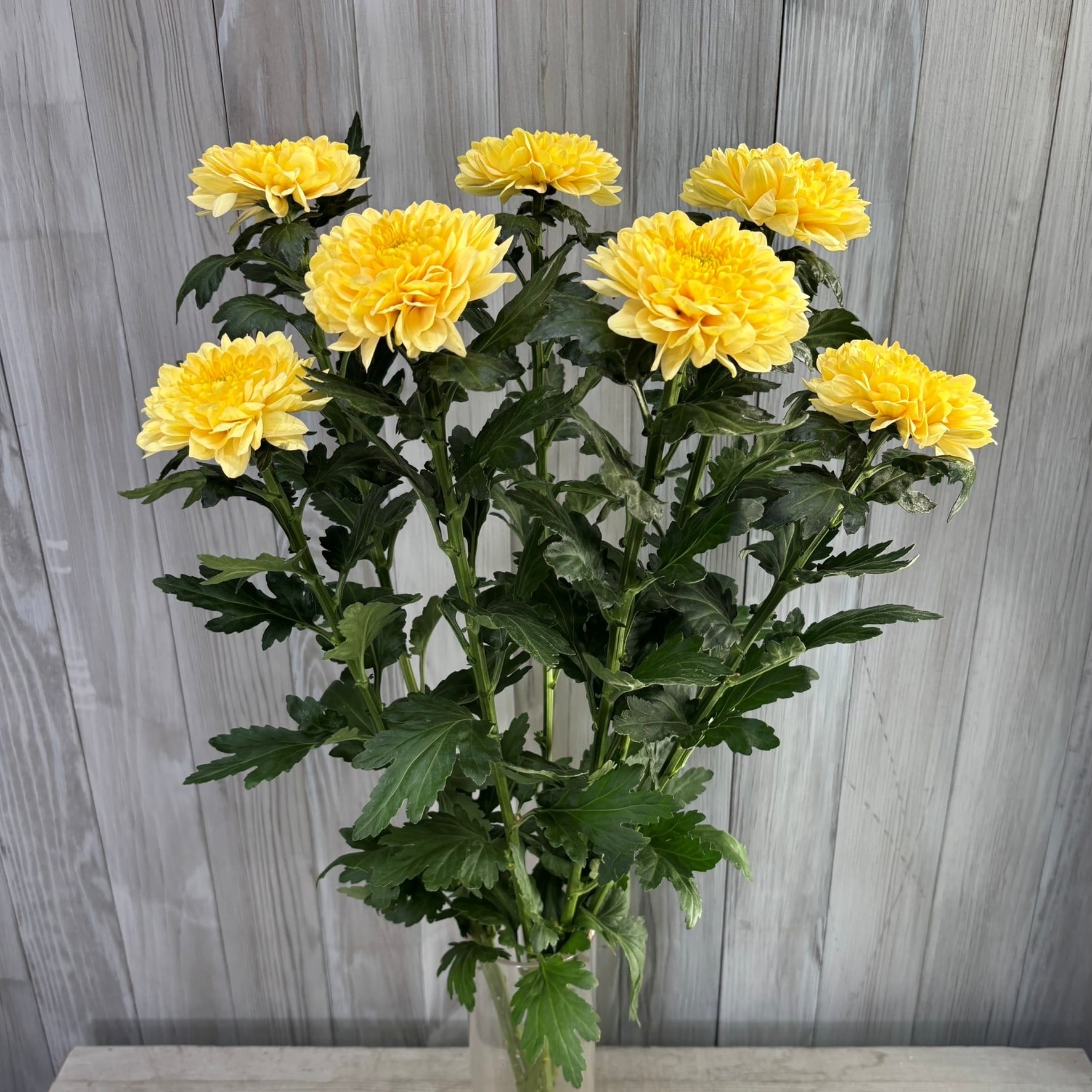 Happy花冠シャンパンスマイルイエロー 大輪！花もち抜群！発色よし！ 青森県産 大輪デコラマム シャンパン