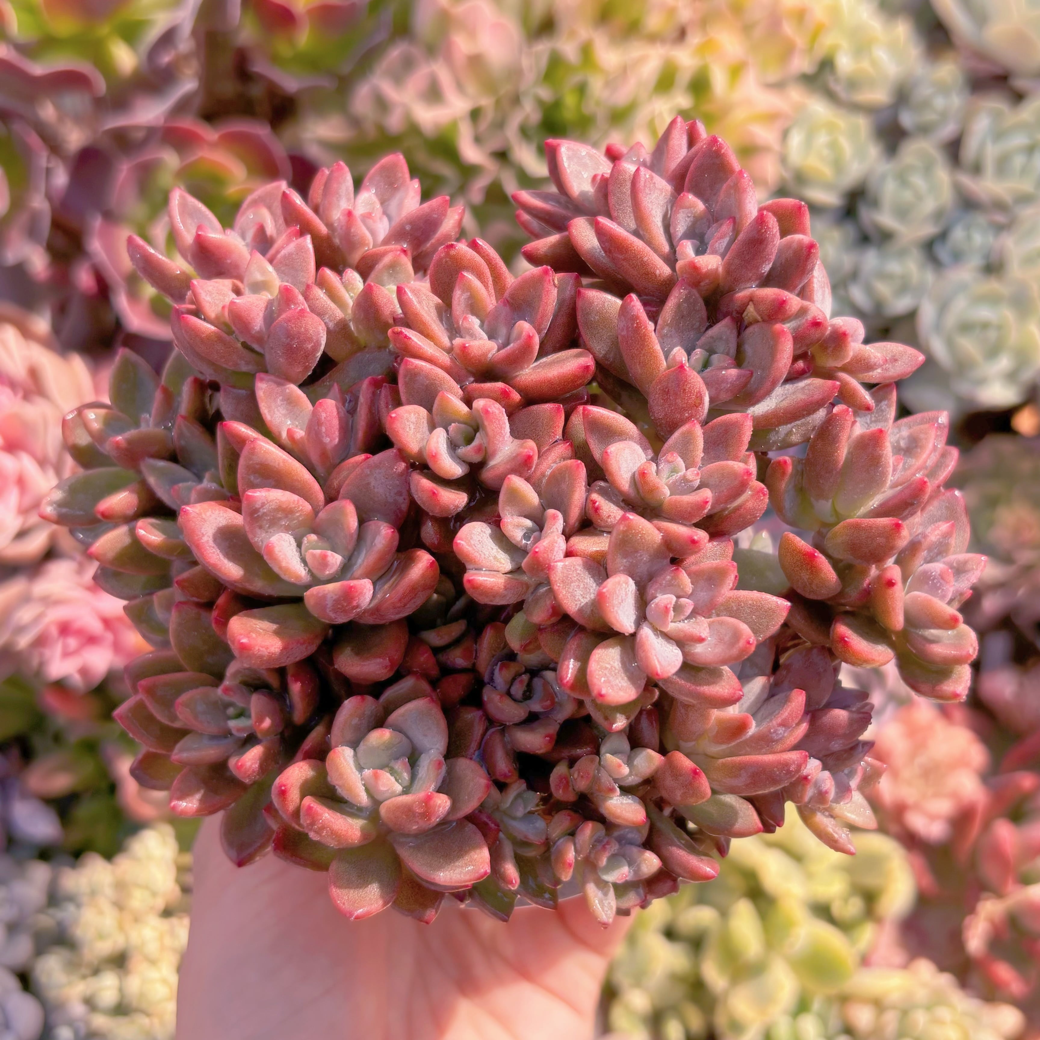 多肉植物　レズリー　群生　新入荷　るる農園