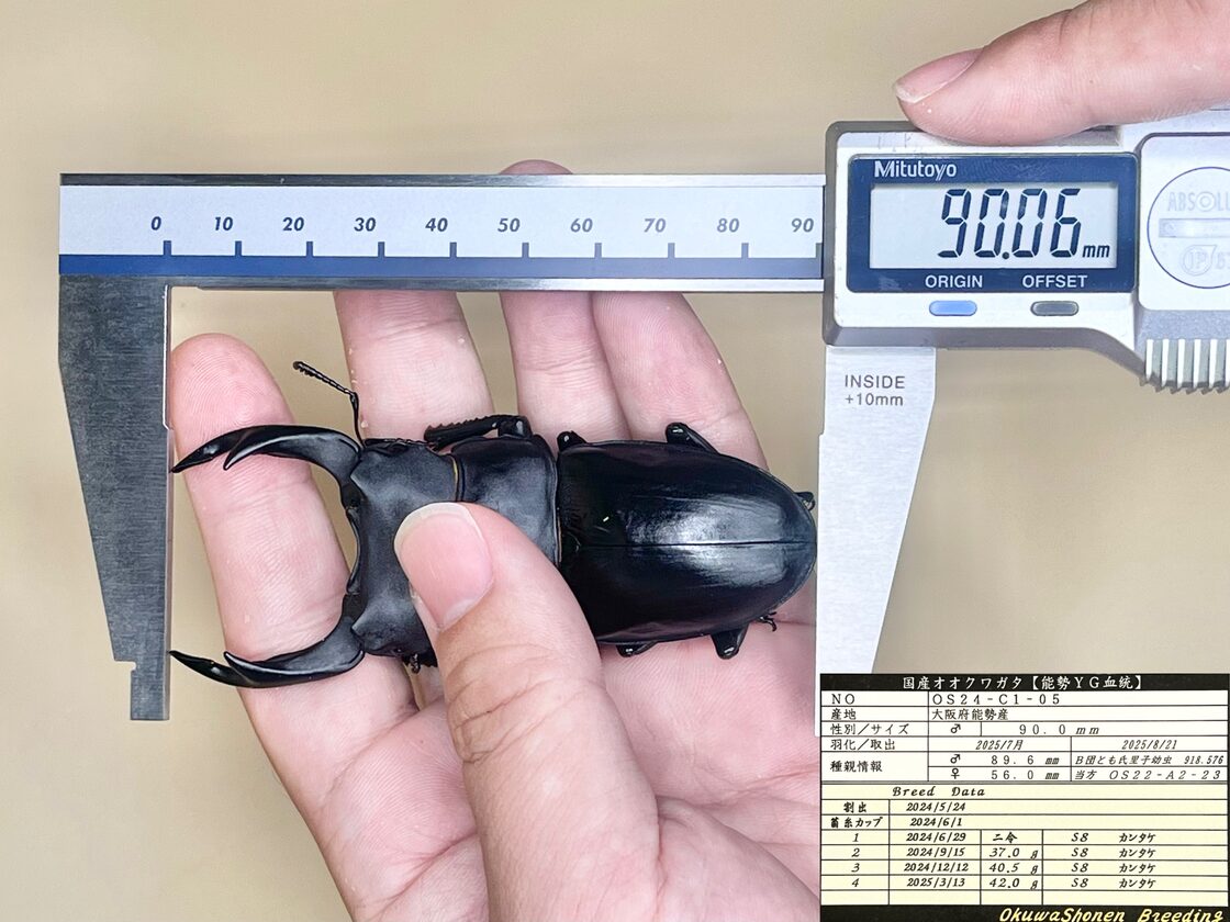 ｵｵｸﾜ少年)♀61.1㎜ (C1)単品 ※90.6㎜,90.0㎜同腹 【オオクワガタ 能勢 