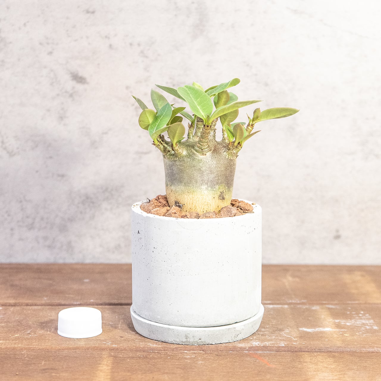 低重心で力強いドワーフタイプの立ち姿。アデニウム｜樹形とバランスを一つひとつ直接見て選び抜いた「一株ごとの厳選仕入れ」個体｜虫発生抑制（全国一律送料850円）