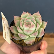 farmPALKさん苗 エケベリア ヒアリナアウラルルコ × 桃太郎【814】