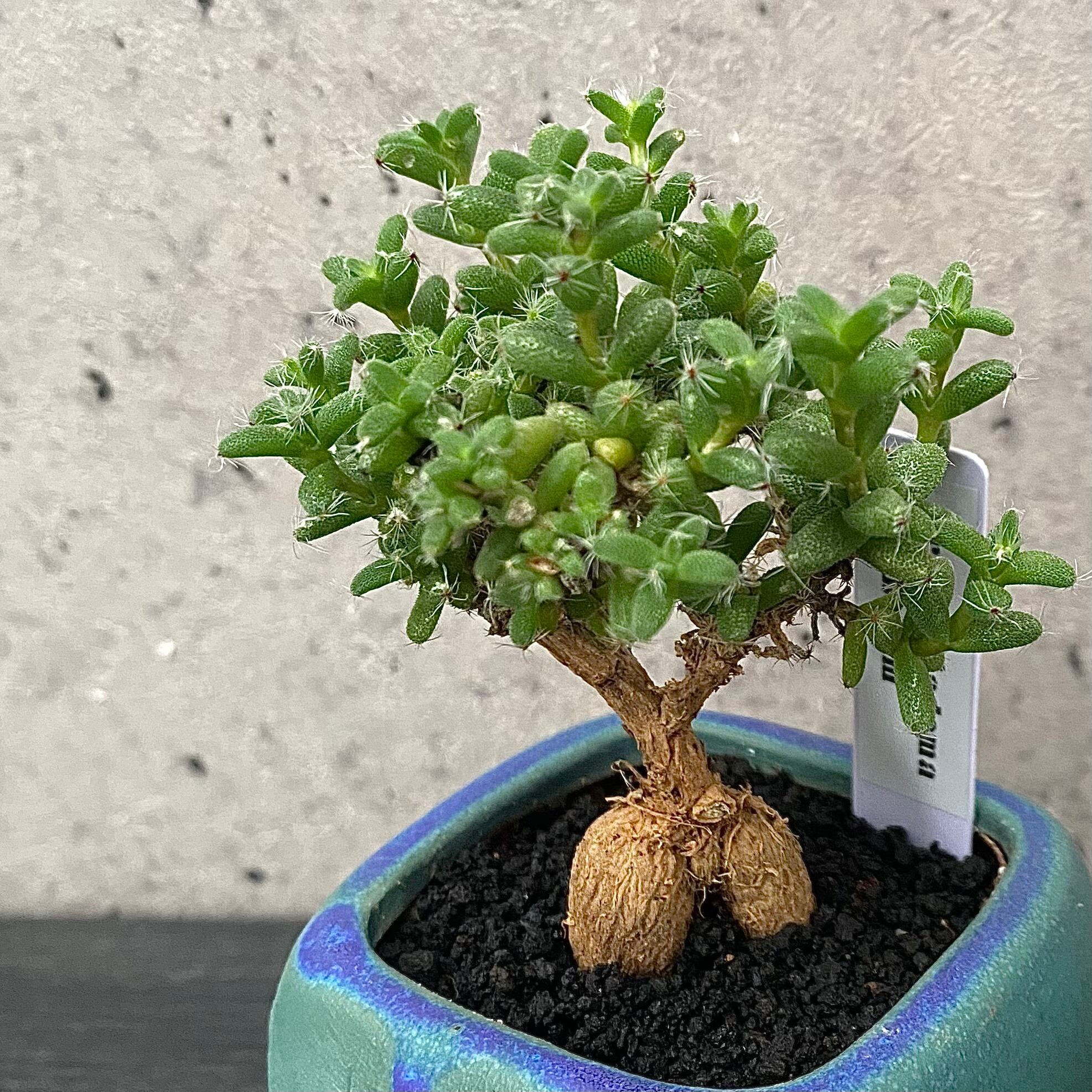 コーデックス | Planet Plants プラネットプランツ