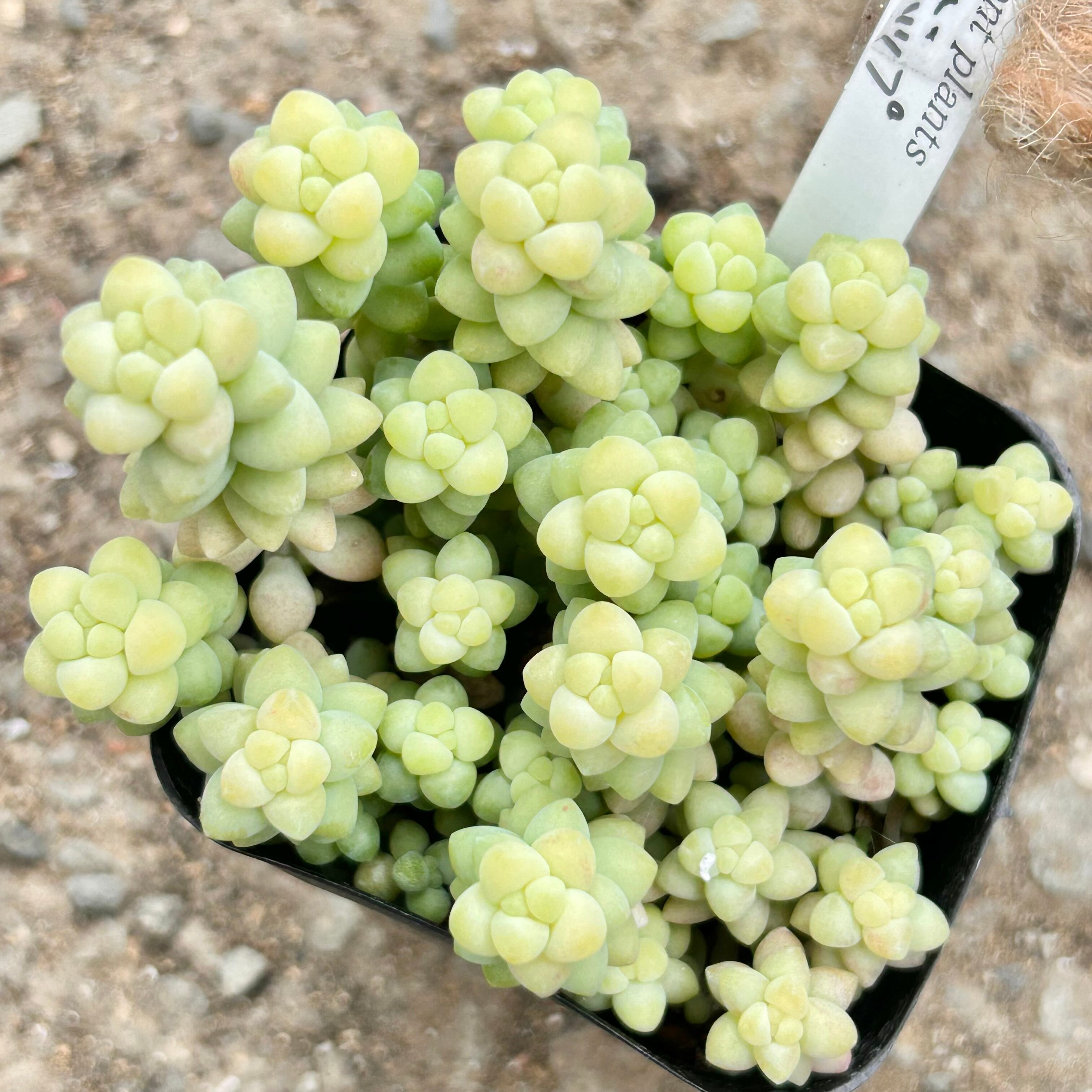 ビアポップ(新玉つづり) | RuPo 多肉植物専門店