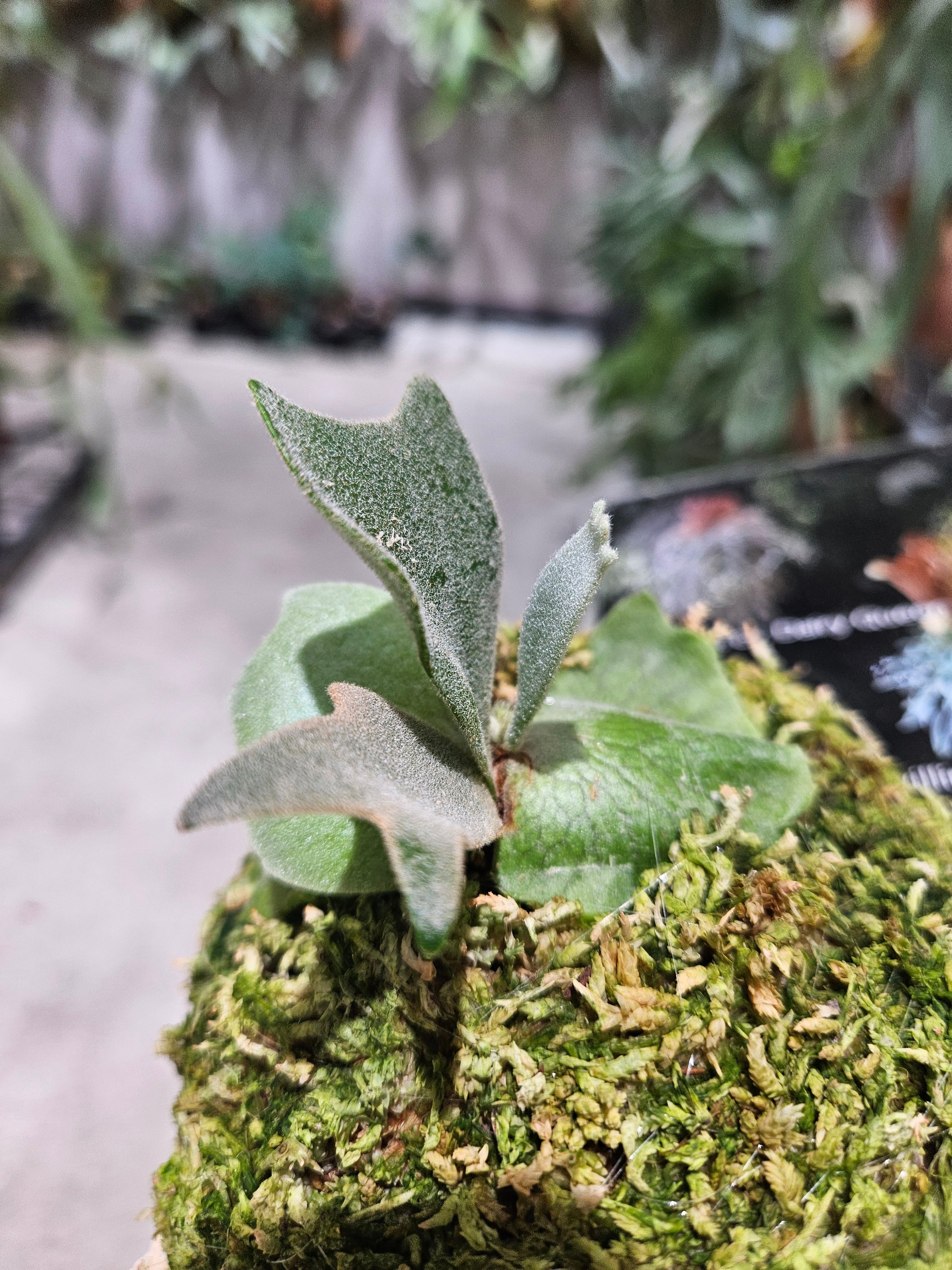 P.willinckii cv. Dairy Queen × P.willinckii Snow Elf Sporelings
