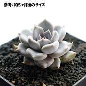 抜き苗 ジュリアナ ミニ株 Echeveria juliana