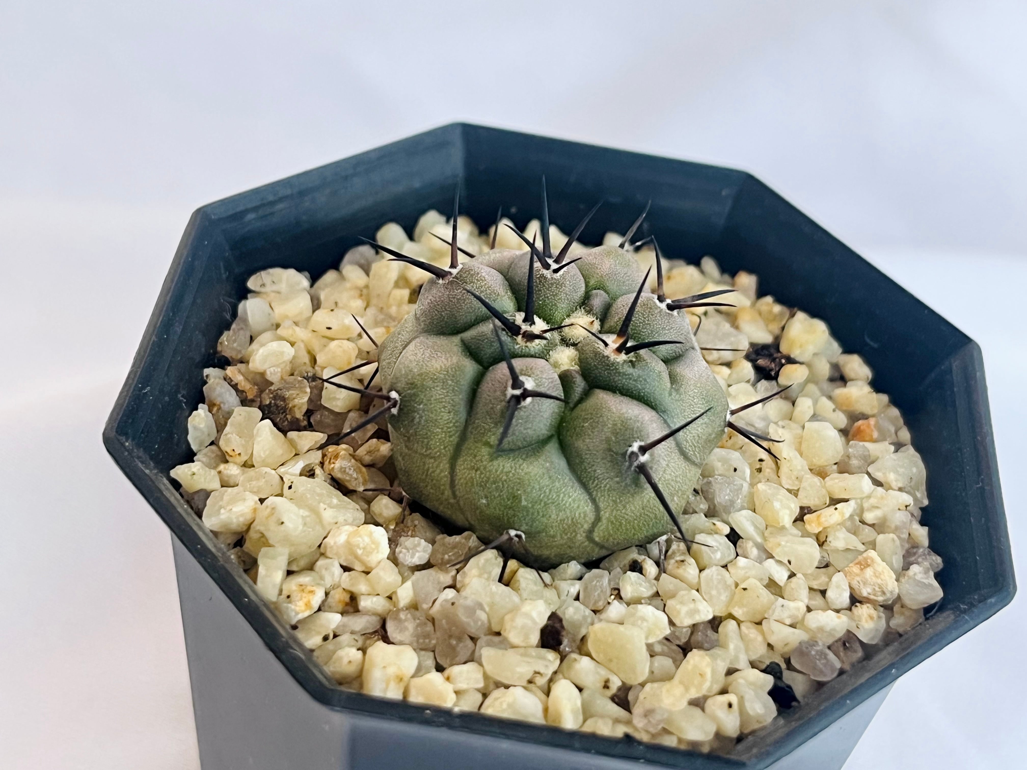 Copiapoa cinerea コピアポア シネレア 黒王丸 サボテン | plants MARU