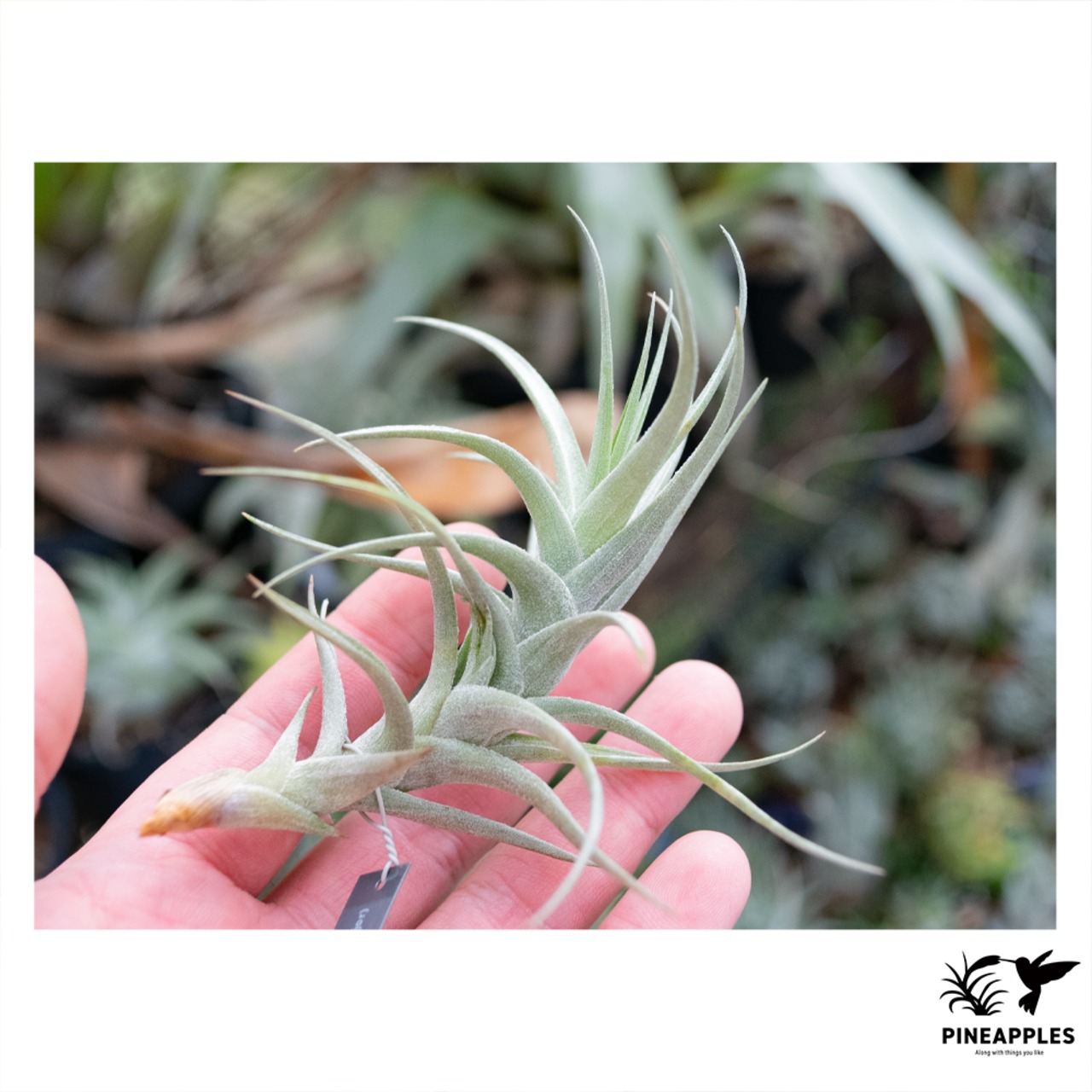 Tillandsia bergeri (major) - 1
