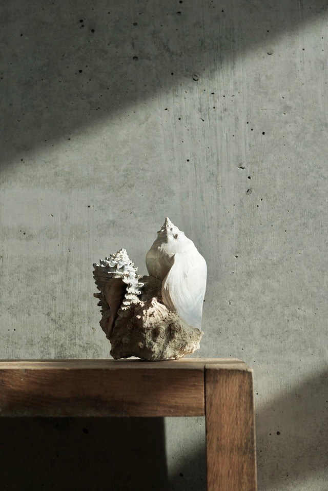 フランス産ホラガイ/エゾバイ化石 Gastropod Fossil 1347