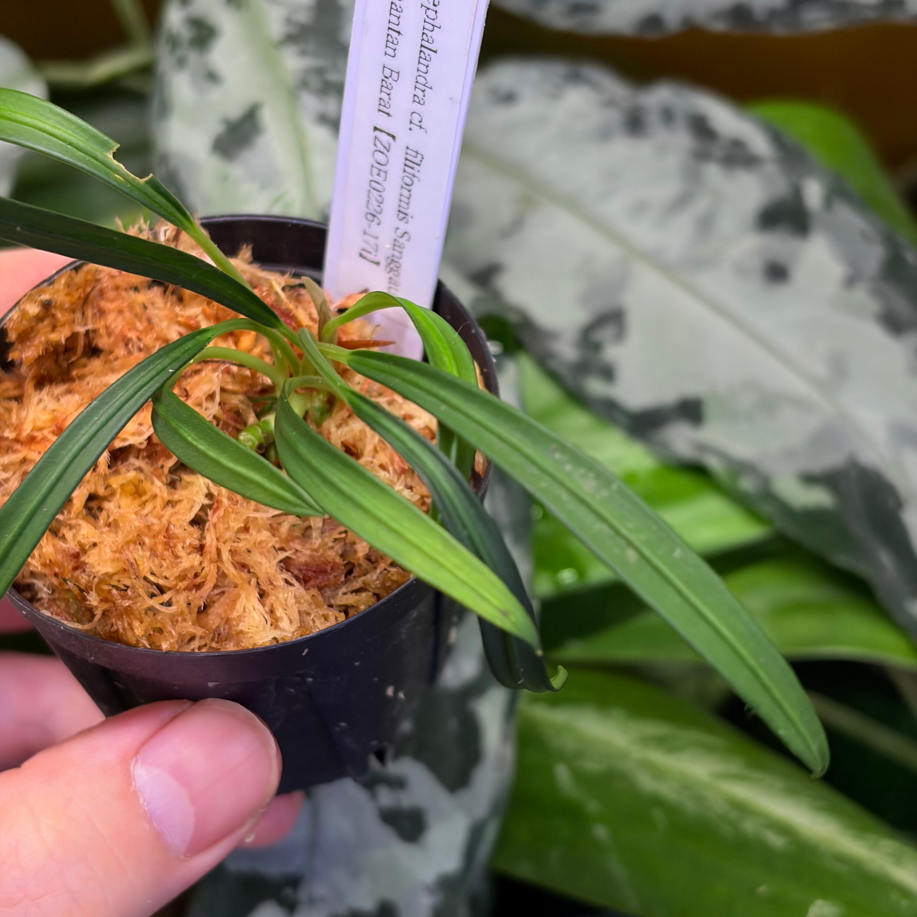 ブセファランドラ sp. Sanggau, aff. B. filiformis Bucephalandra cf. filiformis Sanggau Kalimantan Barat【ZOE0226-17i