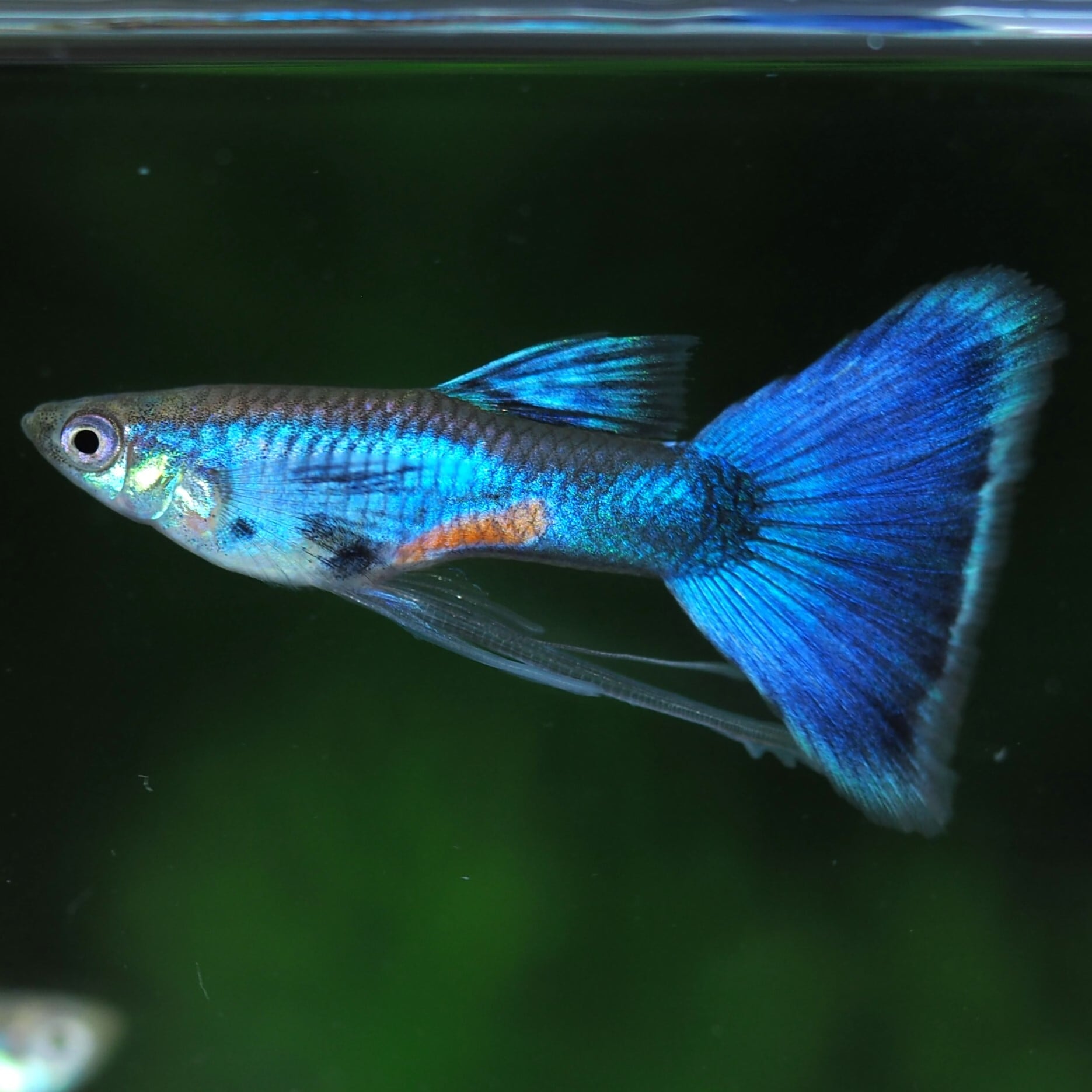 GUPPY | 伊豆グッピーファーム