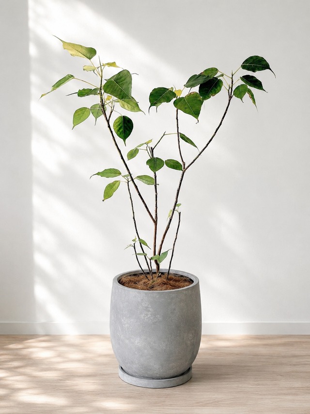 植え替えにおすすめの植木鉢・鉢カバー 観葉植物 calm cafe