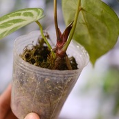 Red Crystallinum × Silver Blush / アンスリウム・レッド クリスタリナム × シルバーブッシュ②