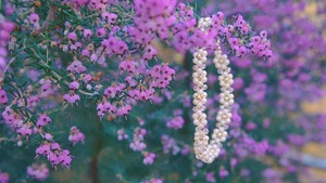 #8 Daisy bracelet
