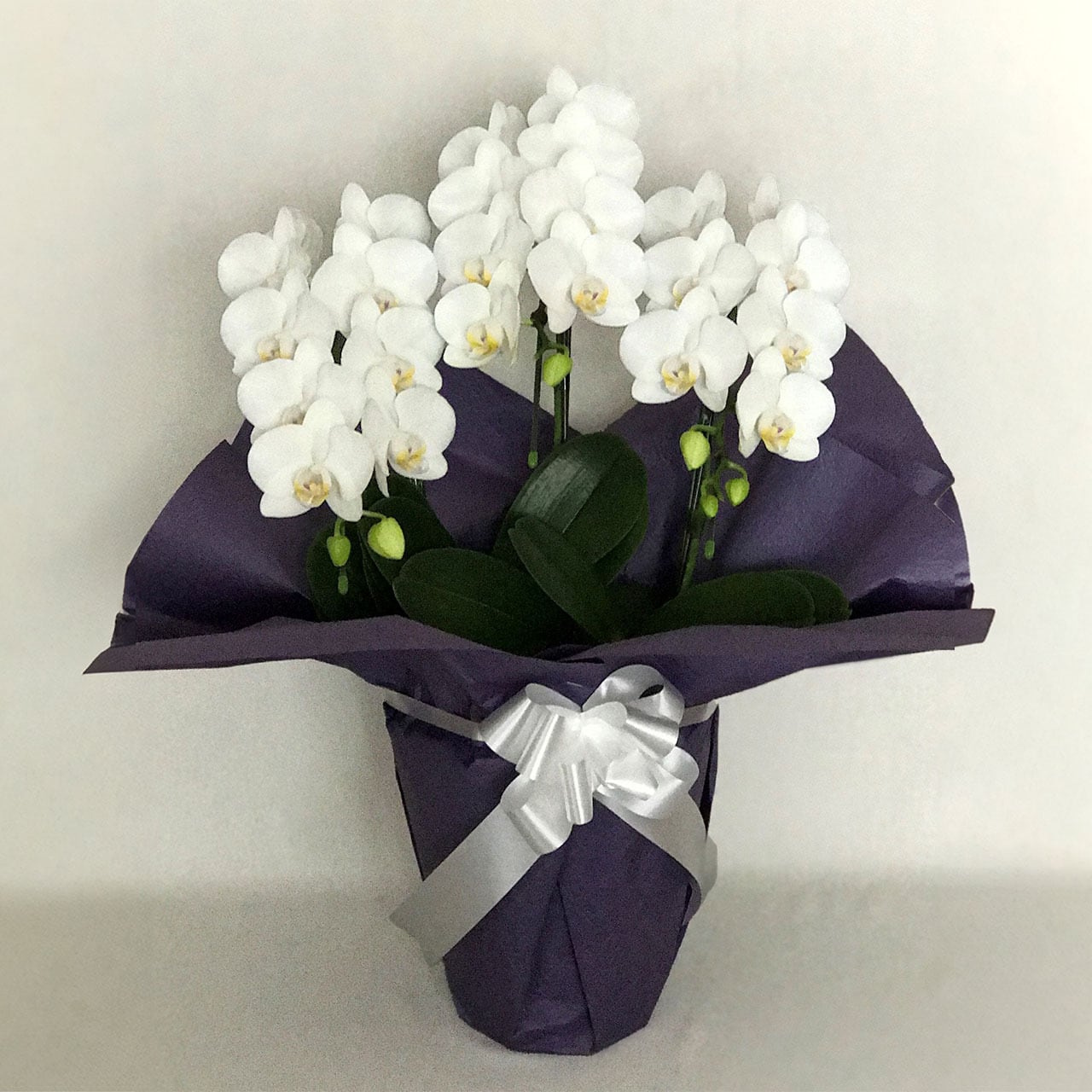 胡蝶蘭アマビリス白3本立 ラッピング付き お供え用・供物用 | 鈴もと洋