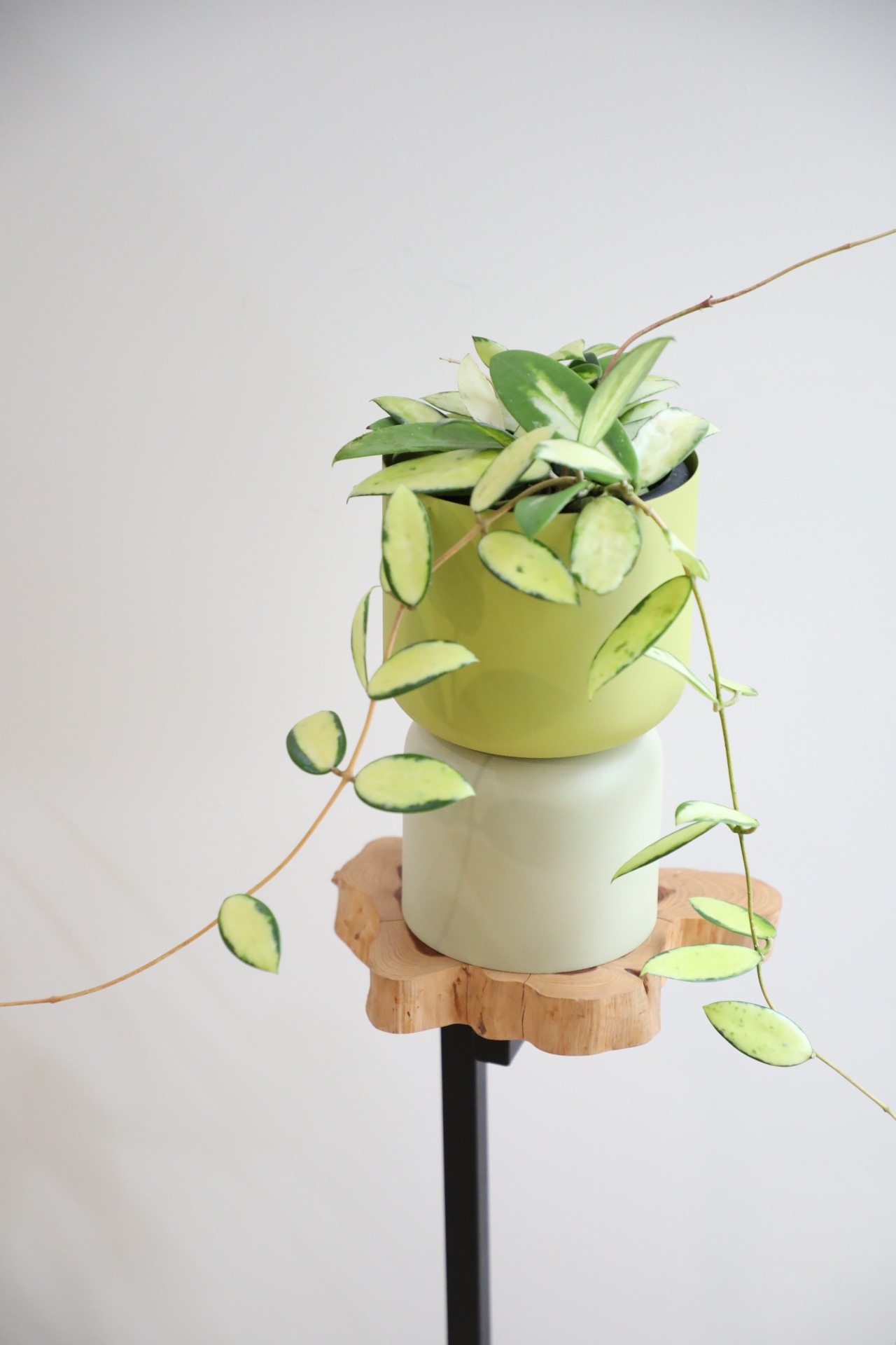 【S】ホヤ アクタ イエロー/Hoya acuta variegated　※スチール鉢カバー付き