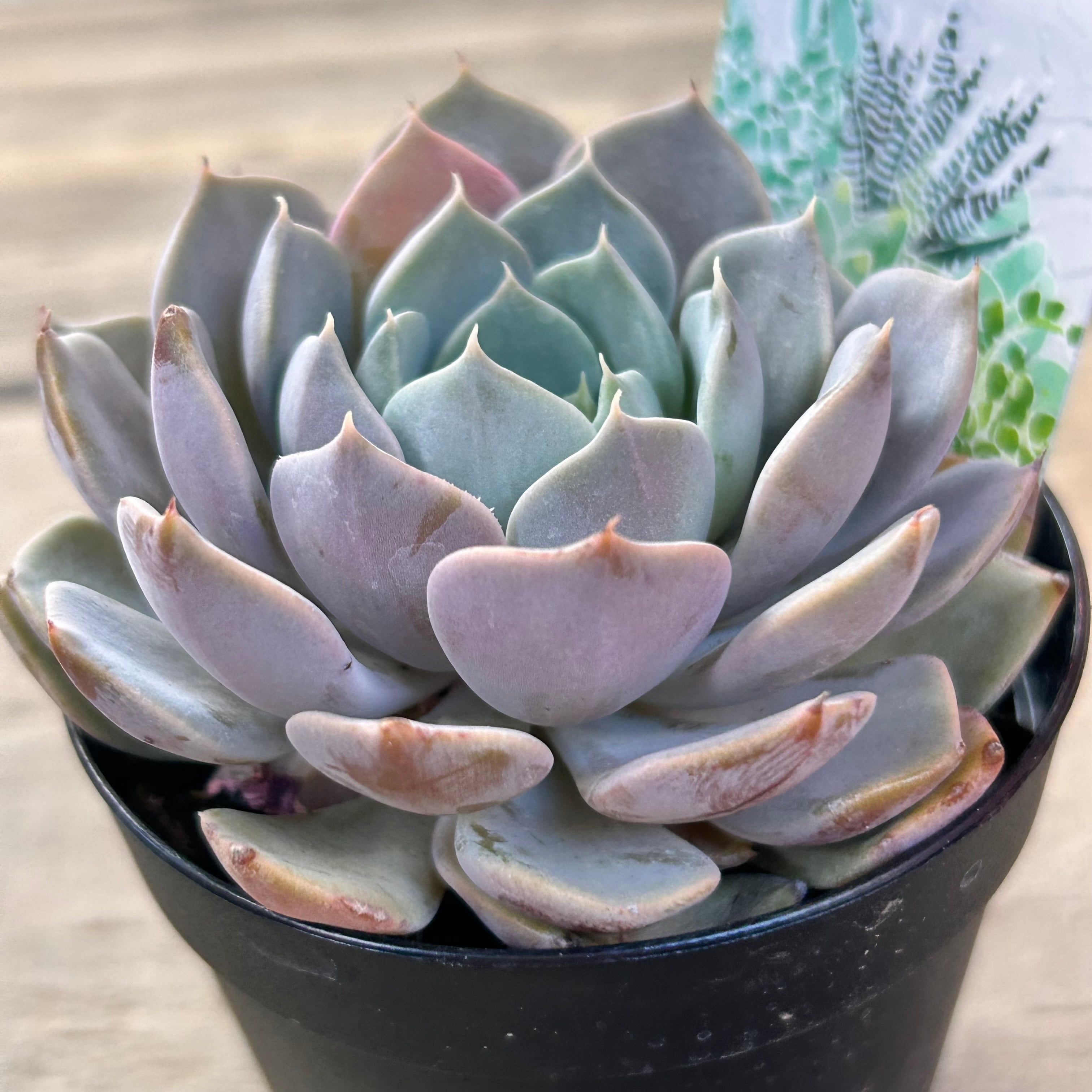 カロライナ | RuPo 多肉植物専門店