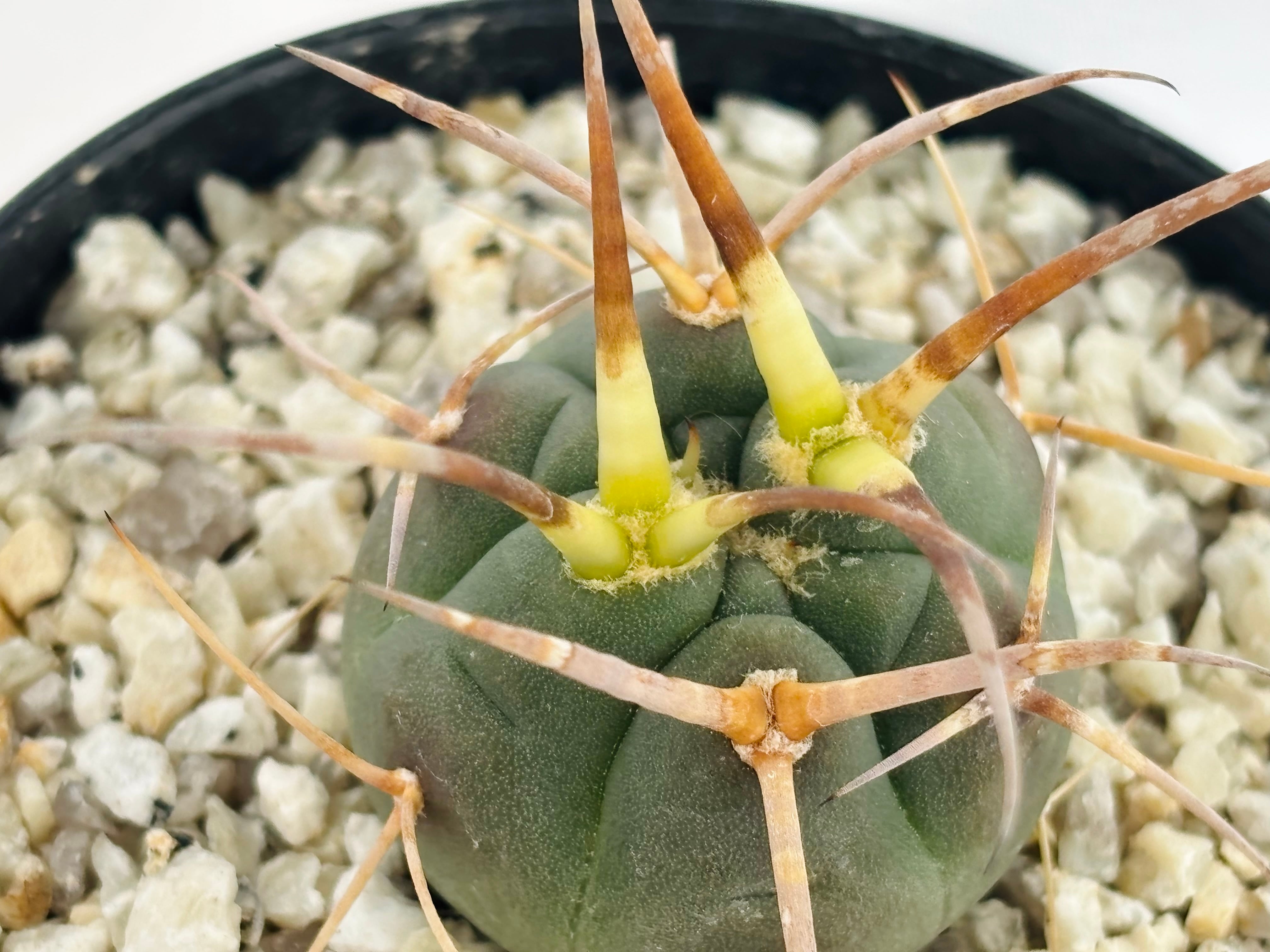 Gymnocalycium cardenasianum ギムノカリキウム 光琳玉 サボテン