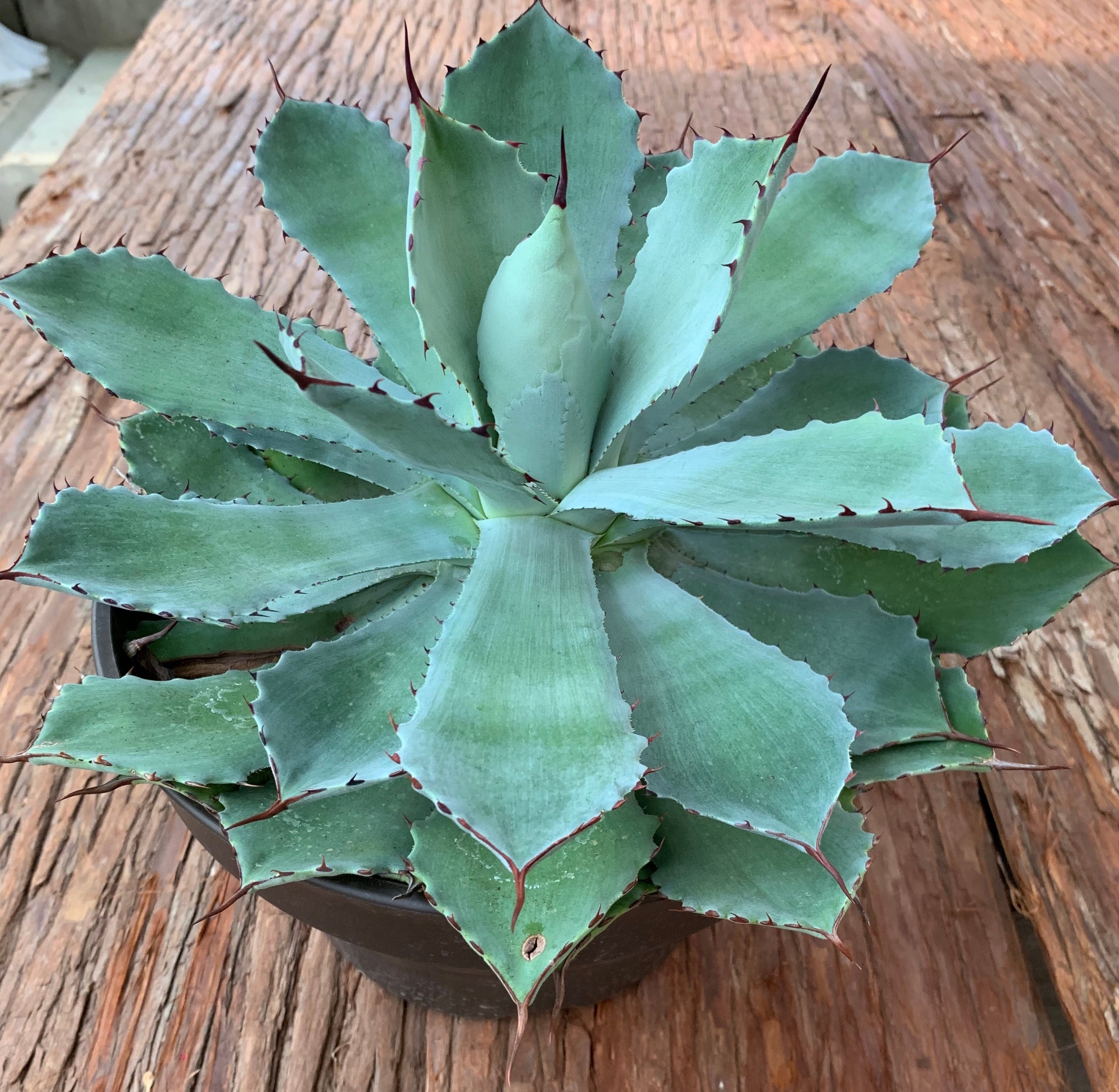 多肉植物 アガベ 吉祥冠（Agave）24 | 京都 おむろ YUUKIESGARDEN