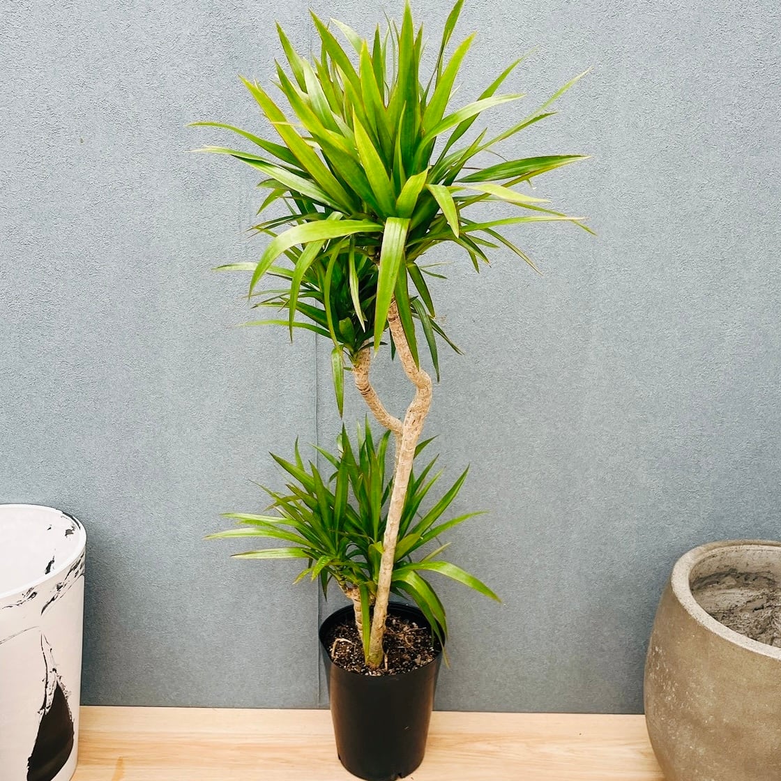現品］【希少】15番 ドラセナ ナビー 6号 観葉植物 大型 室内 おしゃれ
