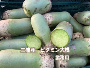 ビタミン大根(業務用)  10kg