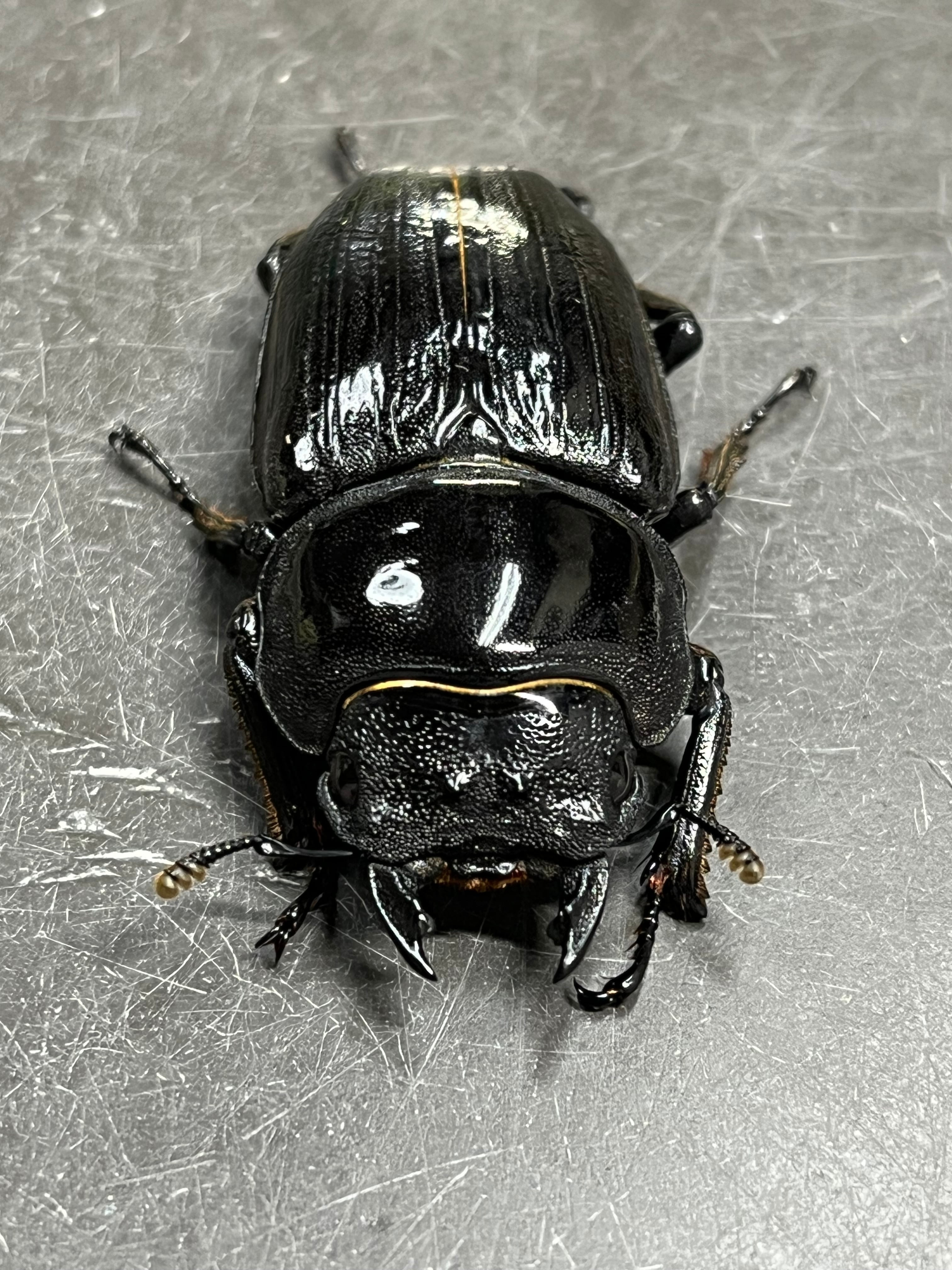 能勢YG血統オオクワガタ♀55.0mm