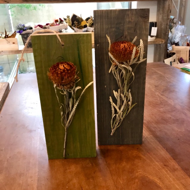 植物標本　ドライアンドラ