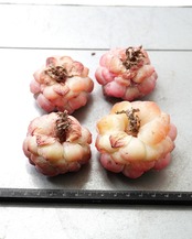 一部発根済カット苗 仰山雪 M Echeveria 'Yangshan Snow'
