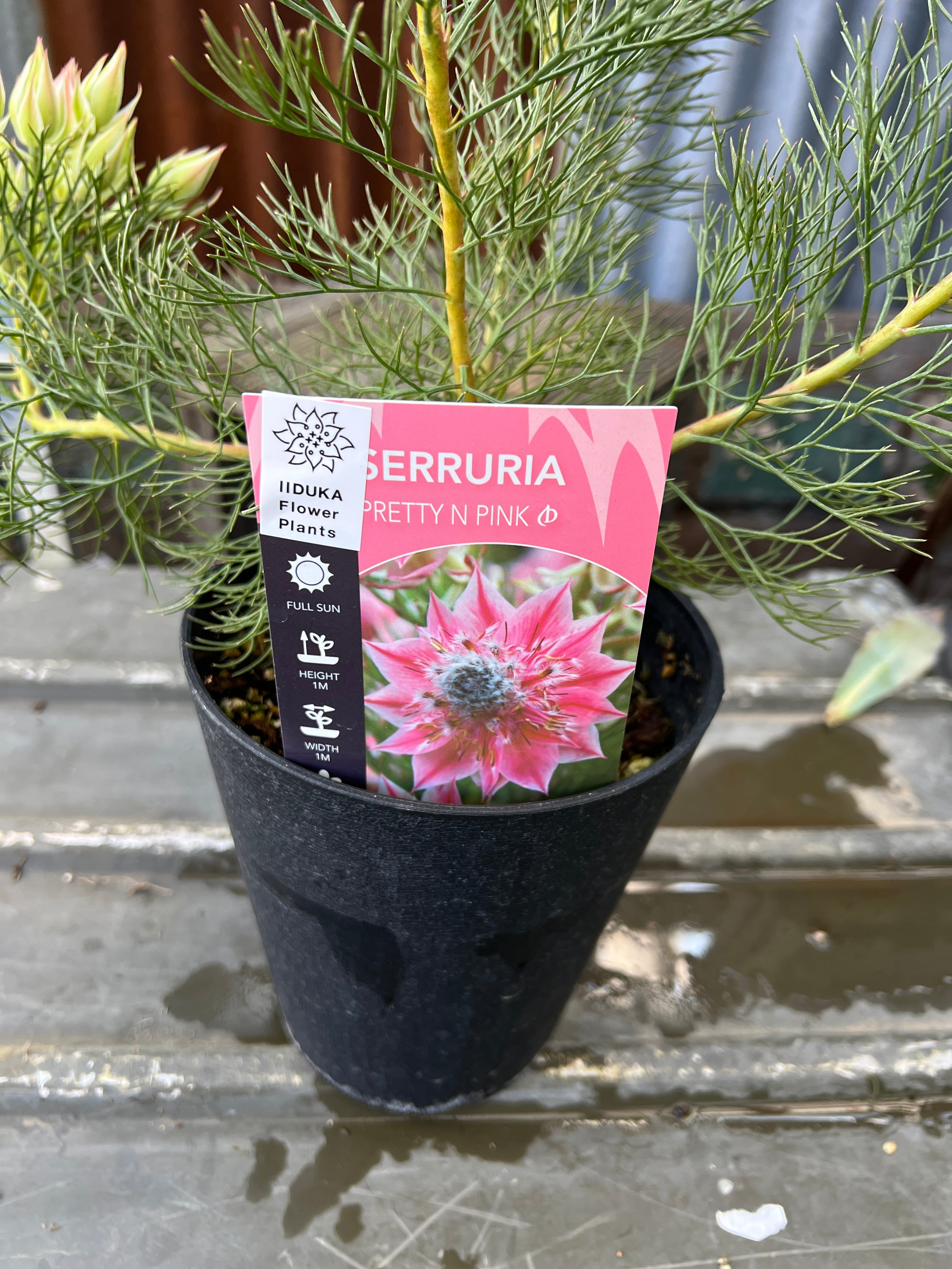 ジョーイセルリア プリティピンク③ | 沼ノ上農園