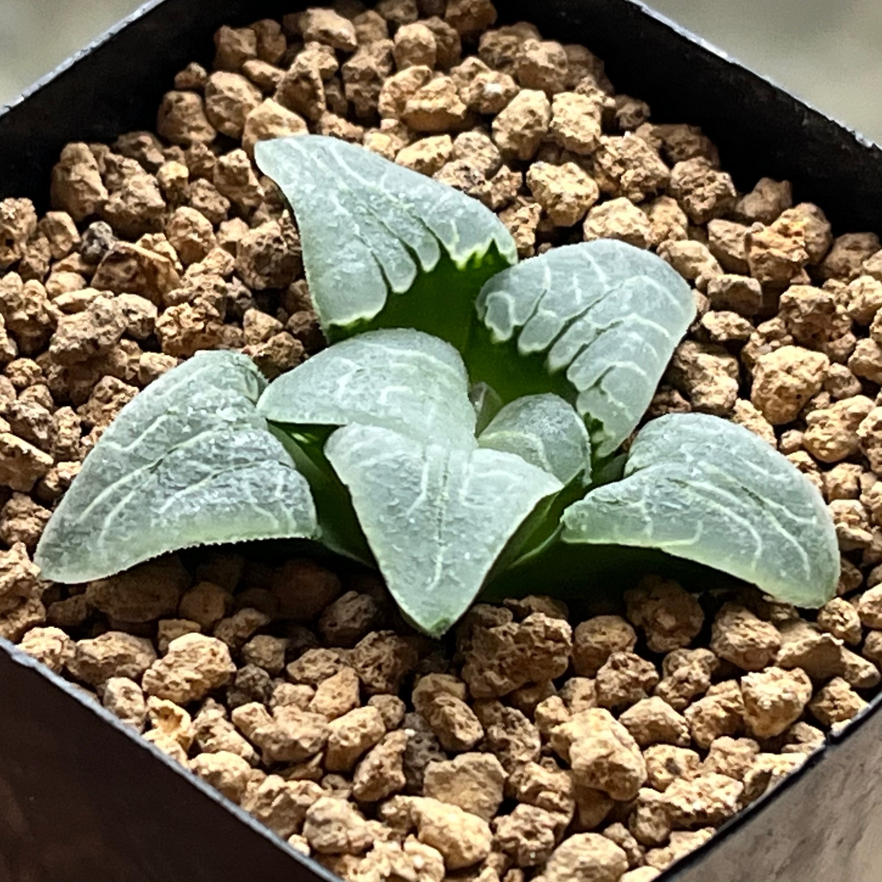 ハオルチア アトロフスカミュータント錦 | mocono_plants