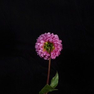 みっちゃん 1輪 The Dahlia