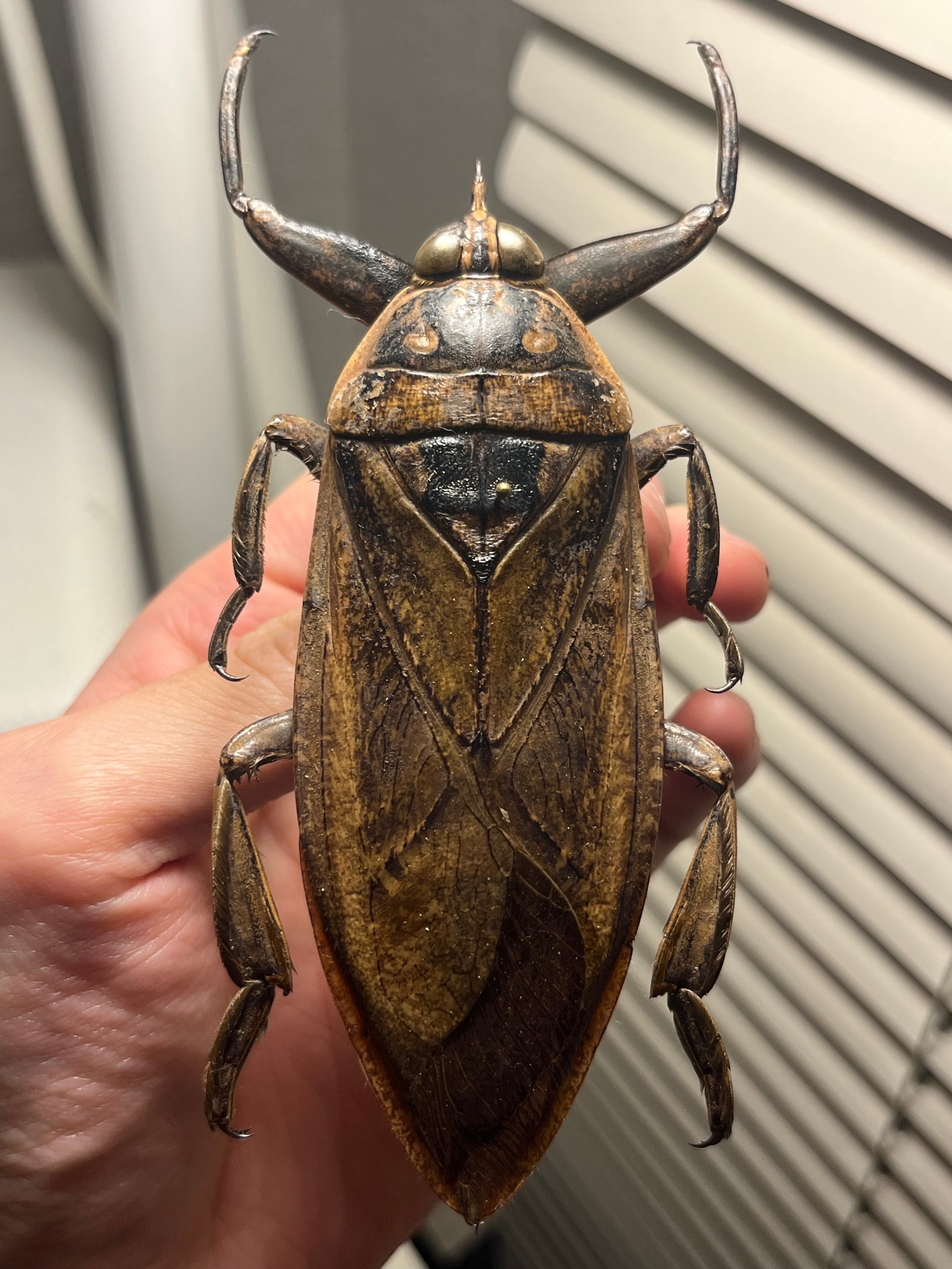 田亀最大種】ナンベイオオタガメの昆虫標本 タランチュラムカデ