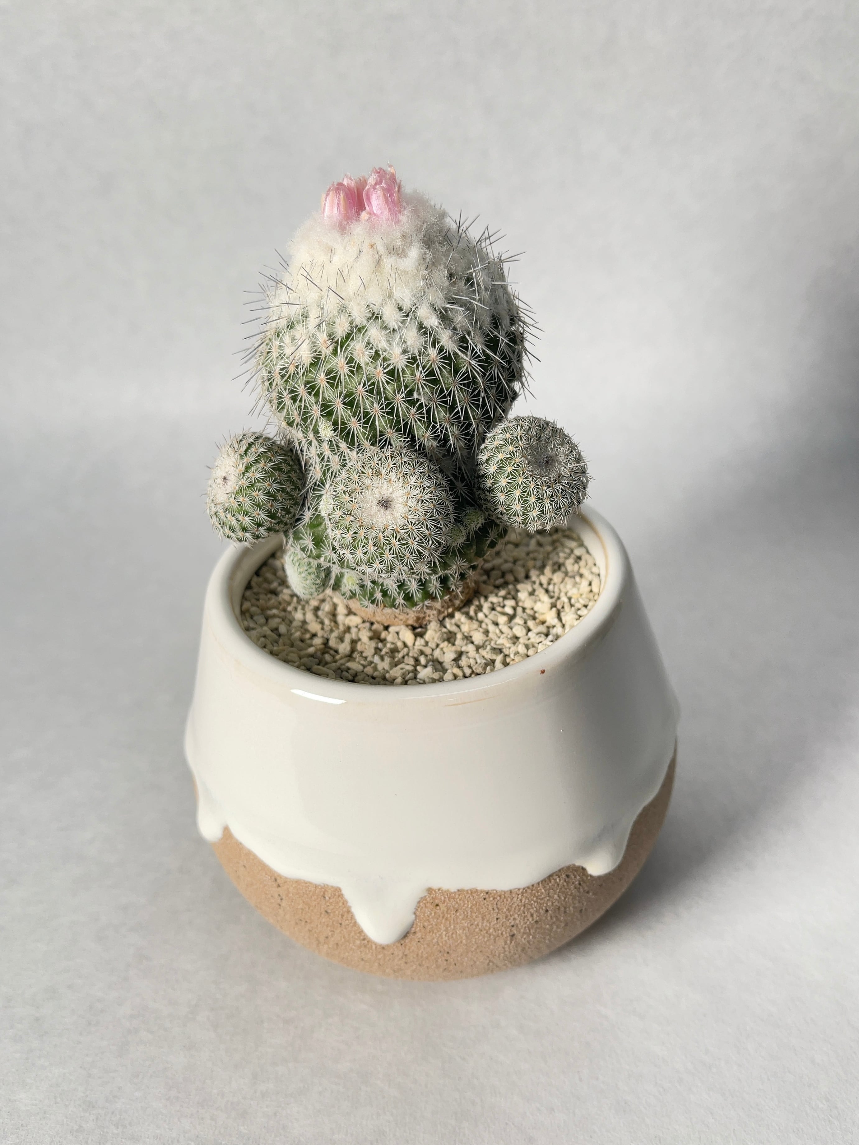 エピテランサ・かぐや姫 | trigger