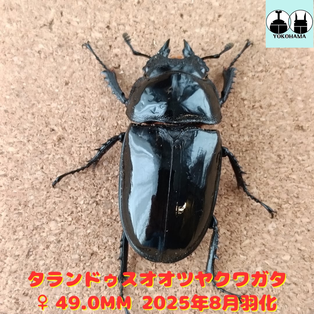 タランドゥス　新成虫　♀49.0ミリ タランドゥス 単品♀49 タランドゥスオオツヤクワガタ ♀ 49.0mm 販売