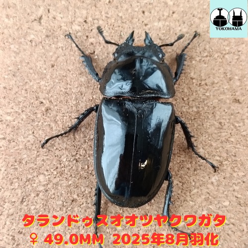新着生体 | カブクワショップ横浜